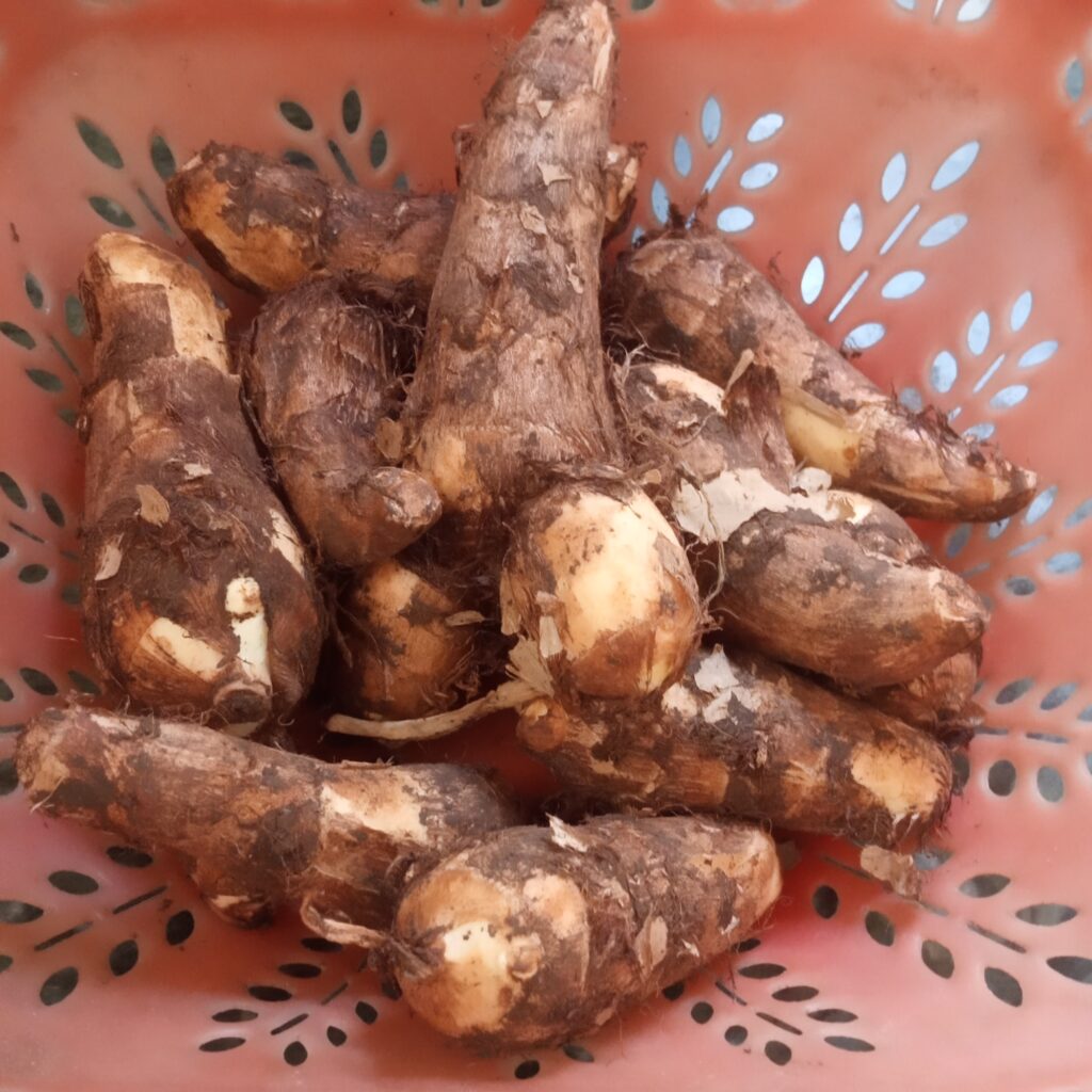 arbi or taro root in a basket